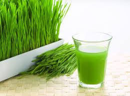 wheatgrass