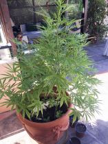 2016-06-19 11.51.29 HDRnew