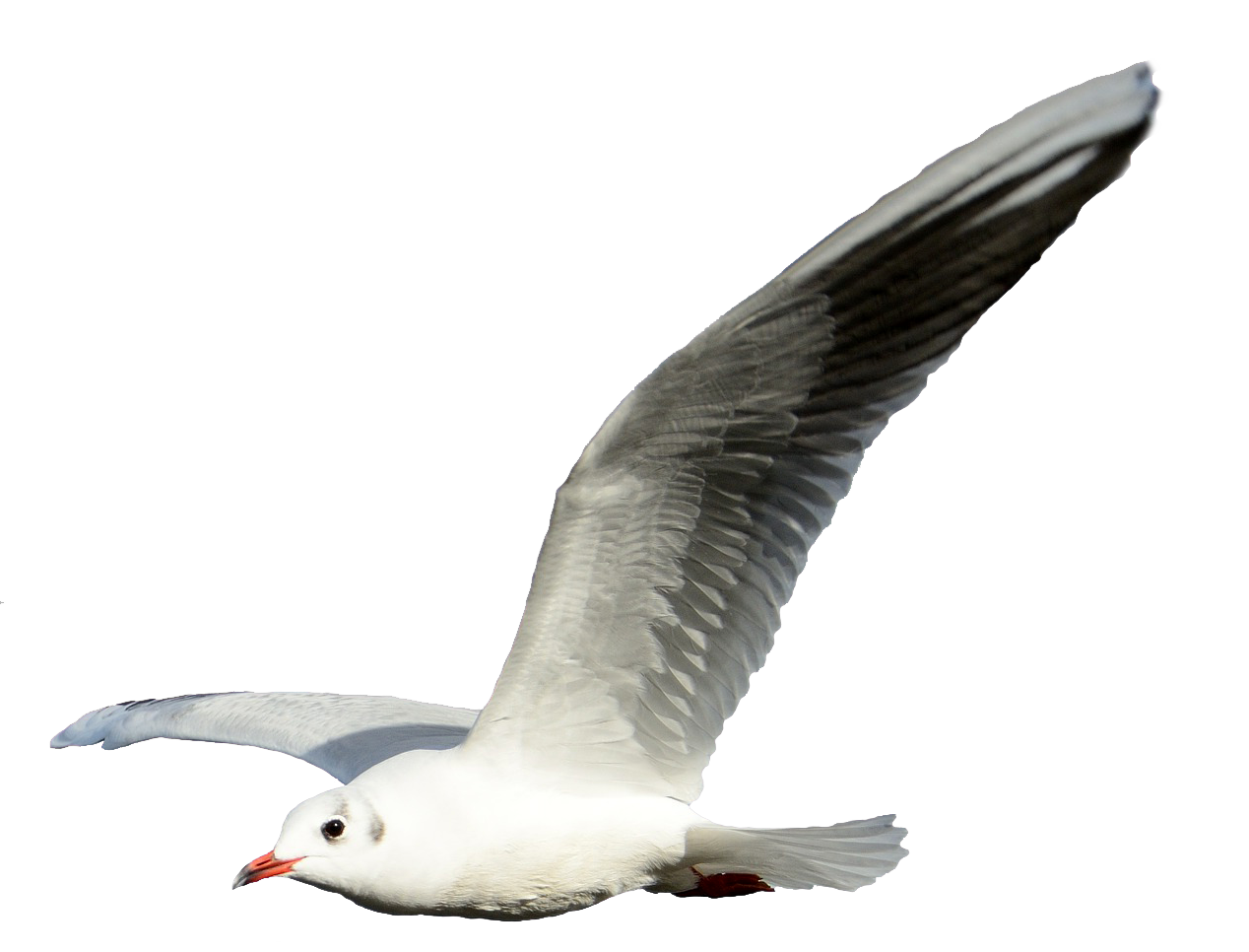 seagull_3_clear_cut_by_astoko-d9blsce